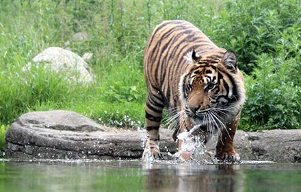 Aalborg Zoo 15% rabat